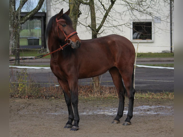 Andaluces Yegua 12 años 153 cm Castaño in Schwäbisch Gmünd