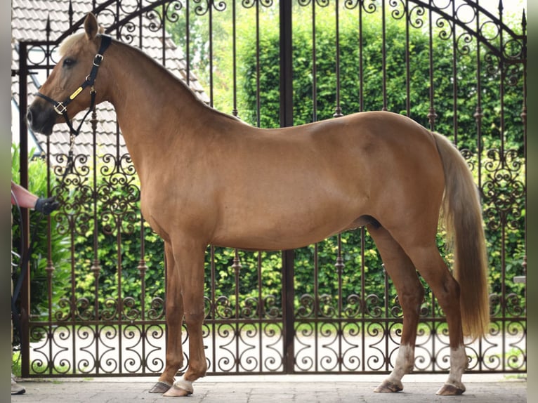 Andaluces Yegua 12 años 156 cm Palomino in Assesse