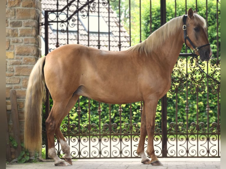 Andaluces Yegua 12 años 156 cm Palomino in Assesse