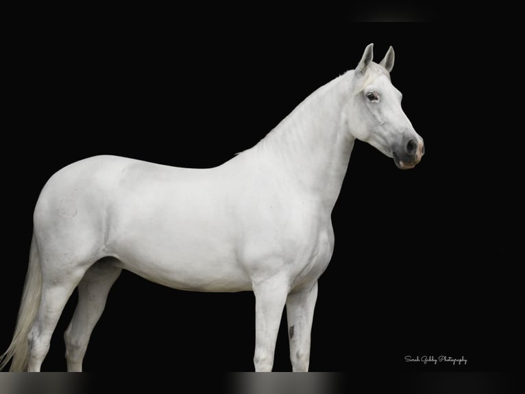 Andaluces Yegua 12 años 157 cm White/Blanco in Oelwein, IA