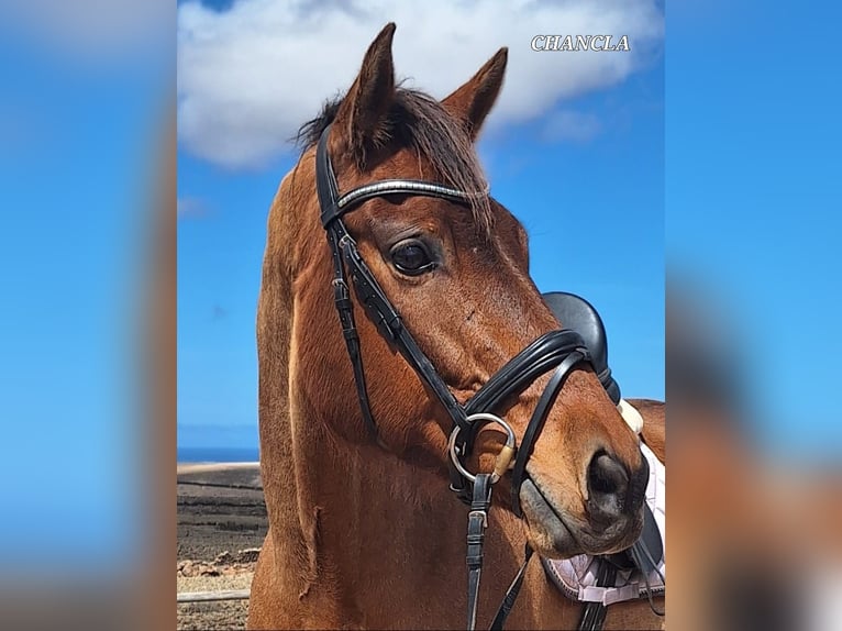 Andaluces Yegua 12 años 159 cm Castaño in Fuerteventura