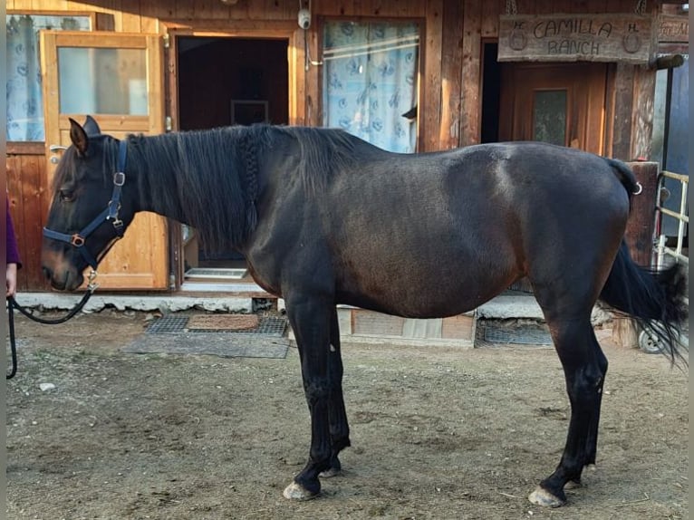 Andaluces Yegua 12 años 160 cm Morcillo in nähe Stainz