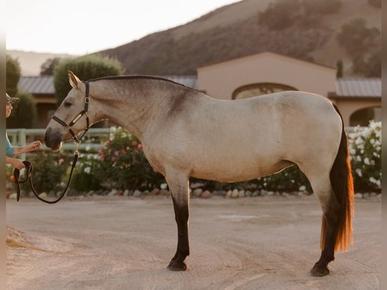 Andaluces Yegua 12 años 170 cm Buckskin/Bayo in Los Olivos