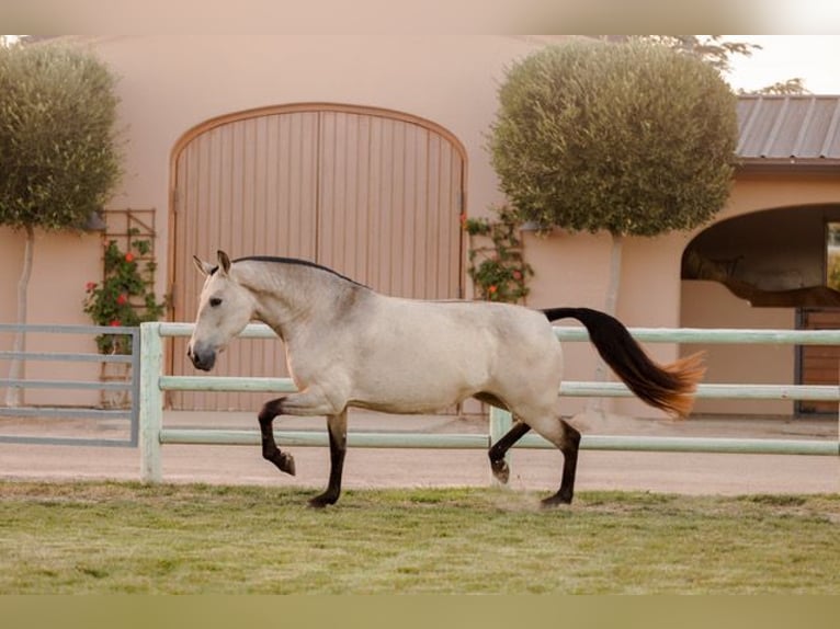 Andaluces Yegua 12 años 170 cm Buckskin/Bayo in Los Olivos