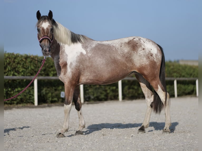 Andaluces Yegua 13 años 148 cm Red Dun/Cervuno in Neustadt (Wied)