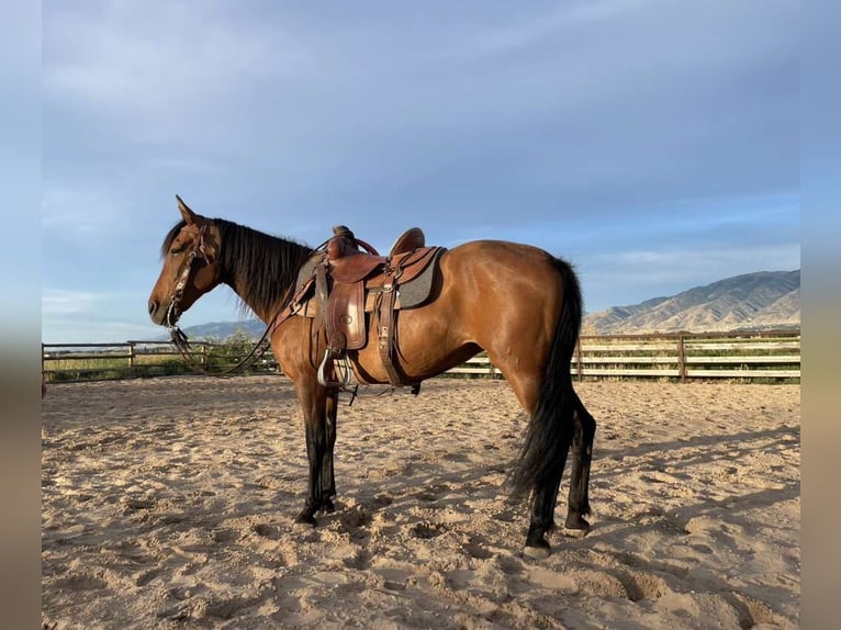 Andaluces Yegua 13 años 152 cm Castaño rojizo in Logan, UT