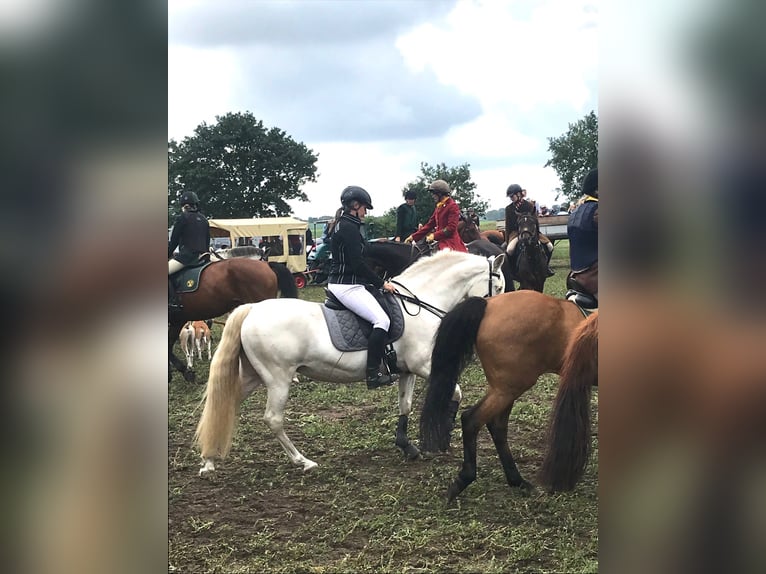 Andaluces Yegua 13 años 155 cm Cremello in Nienhagen