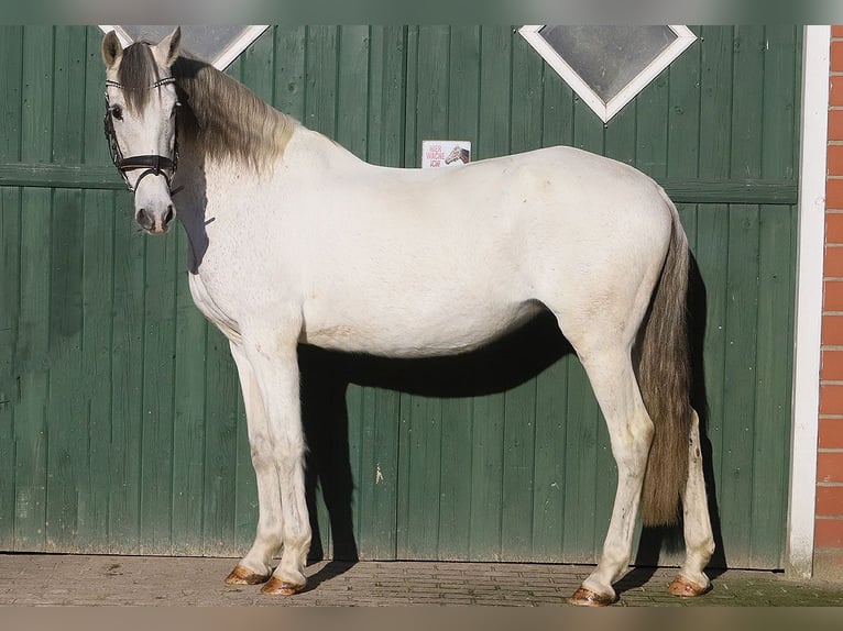 Andaluces Yegua 13 años 160 cm Tordo in Bötersen