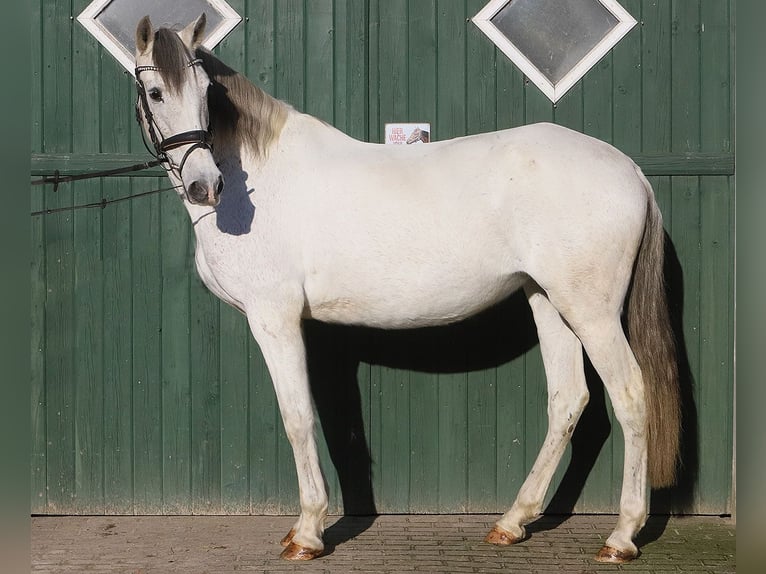 Andaluces Yegua 13 años 160 cm Tordo in Bötersen