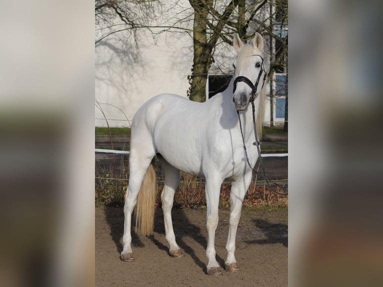 Andaluces Mestizo Yegua 13 años 162 cm Tordo in Schwäbisch Gmünd