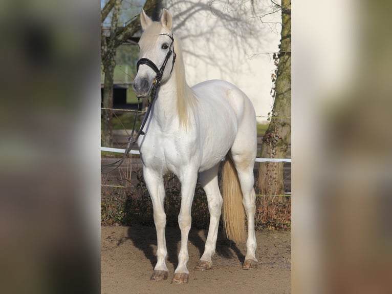 Andaluces Mestizo Yegua 13 años 162 cm Tordo in Schwäbisch Gmünd