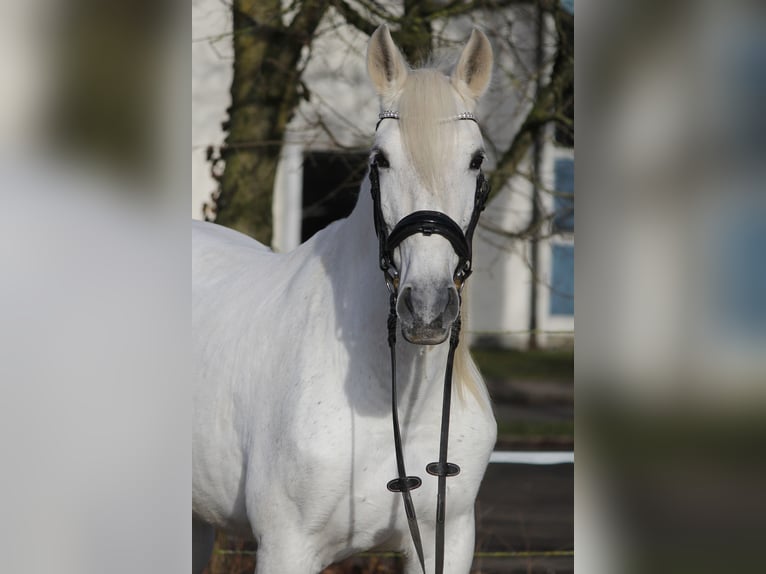 Andaluces Mestizo Yegua 13 años 162 cm Tordo in Schwäbisch Gmünd