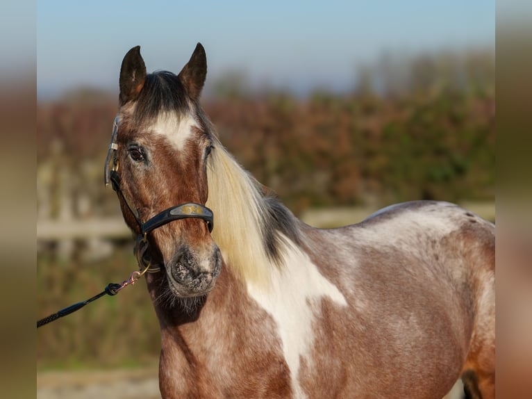 Andaluces Yegua 14 años 142 cm Red Dun/Cervuno in Neustadt (Wied)