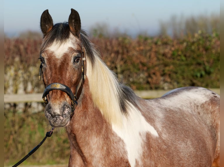 Andaluces Yegua 14 años 142 cm Red Dun/Cervuno in Neustadt (Wied)