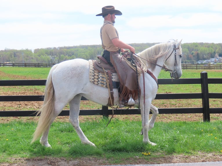 Andaluces Yegua 14 años 157 cm Tordo in Honey Brook, PA