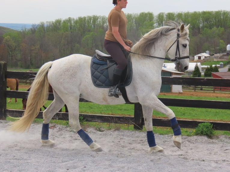 Andaluces Yegua 14 años 157 cm Tordo in Honey Brook, PA