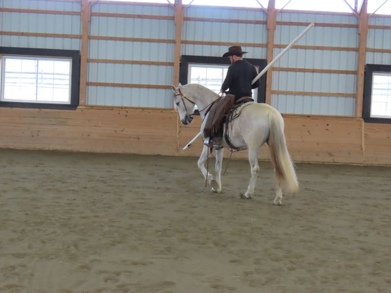 Andaluces Yegua 14 años 157 cm Tordo in Honey Brook, PA