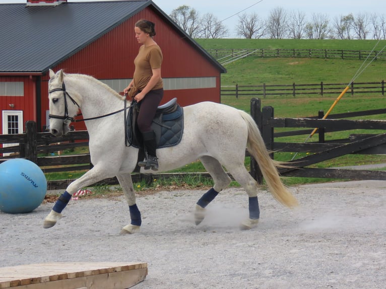 Andaluces Yegua 14 años 157 cm Tordo in Honey Brook, PA
