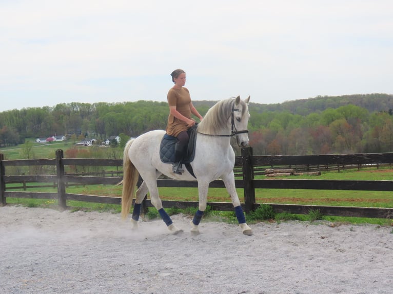 Andaluces Yegua 14 años 157 cm Tordo in Honey Brook, PA