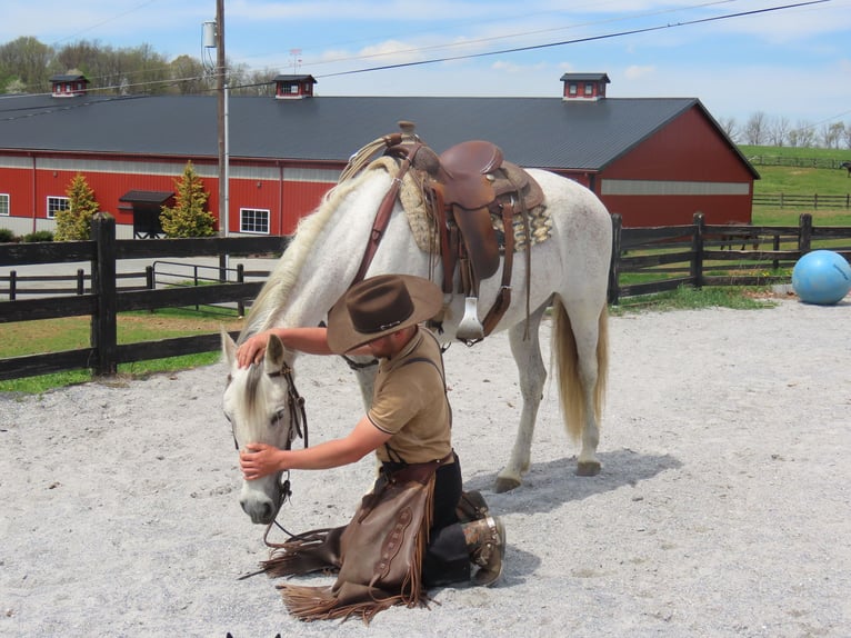 Andaluces Yegua 14 años 157 cm Tordo in Honey Brook, PA