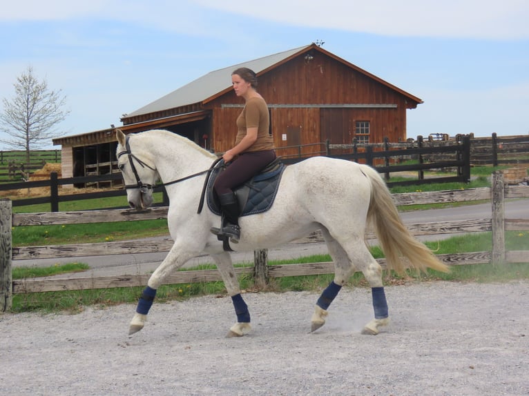 Andaluces Yegua 14 años 157 cm Tordo in Honey Brook, PA