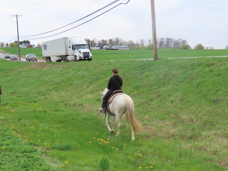 Andaluces Yegua 14 años 157 cm Tordo in Honey Brook, PA