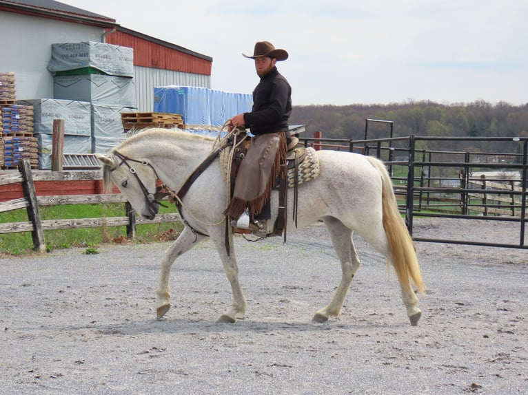 Andaluces Yegua 14 años 157 cm Tordo in Honey Brook, PA