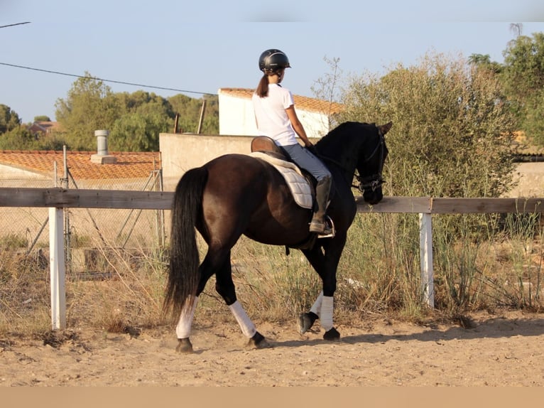 Andaluces Yegua 14 años 160 cm Negro in Valencia