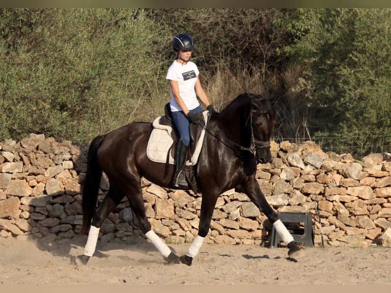 Andaluces Yegua 14 años 160 cm Negro in Valencia