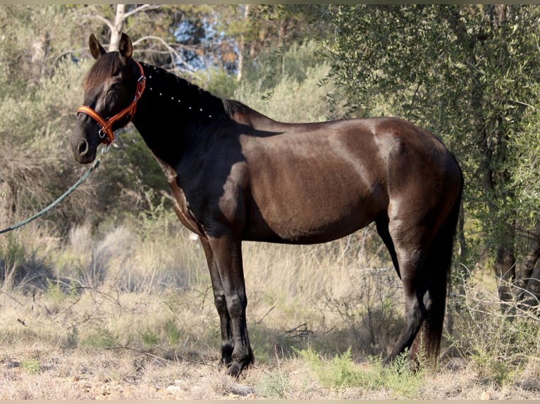 Andaluces Yegua 14 años 160 cm Negro in Valencia