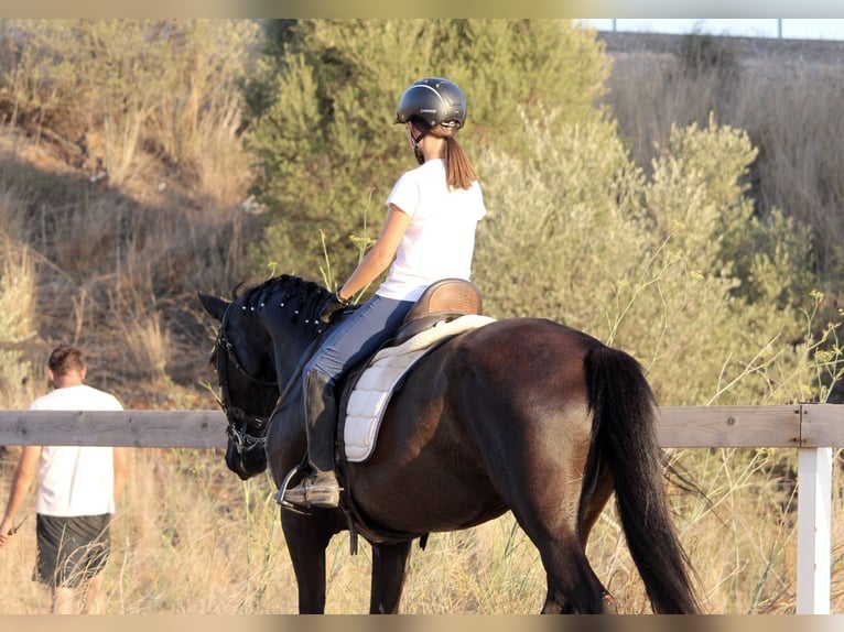 Andaluces Yegua 14 años 160 cm Negro in Valencia