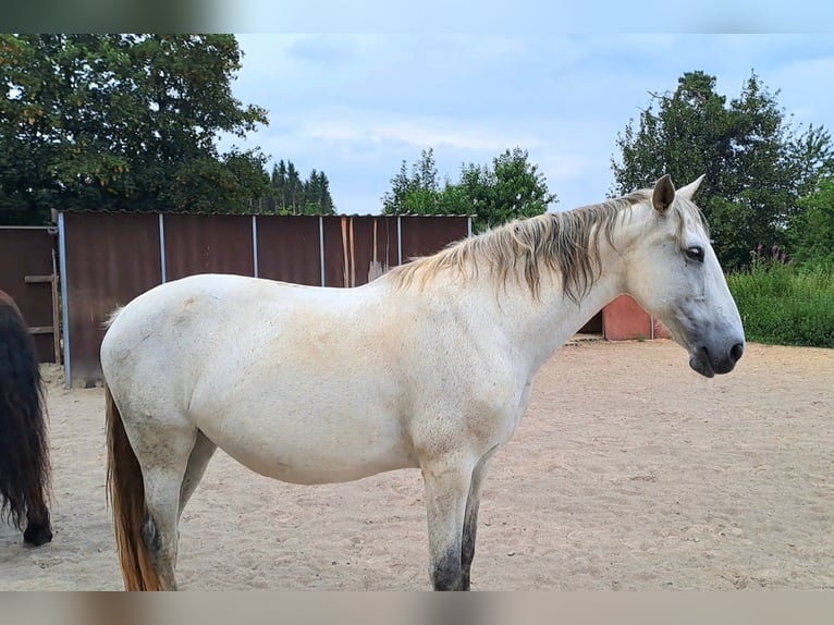 Andaluces Yegua 14 años 163 cm  in Bad Endbach