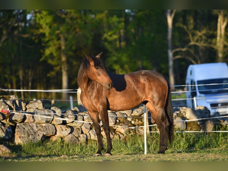 Andaluces Yegua 15 años 154 cm Castaño in Hassleholm