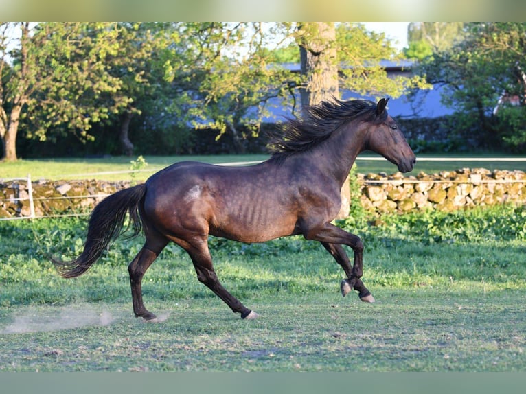 Andaluces Yegua 15 años 154 cm Castaño in Hassleholm