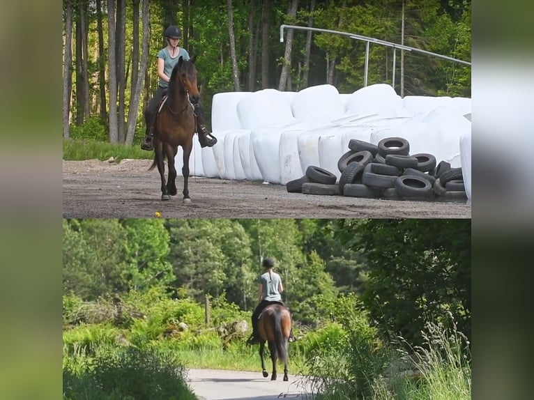 Andaluces Yegua 15 años 154 cm Castaño in Hassleholm
