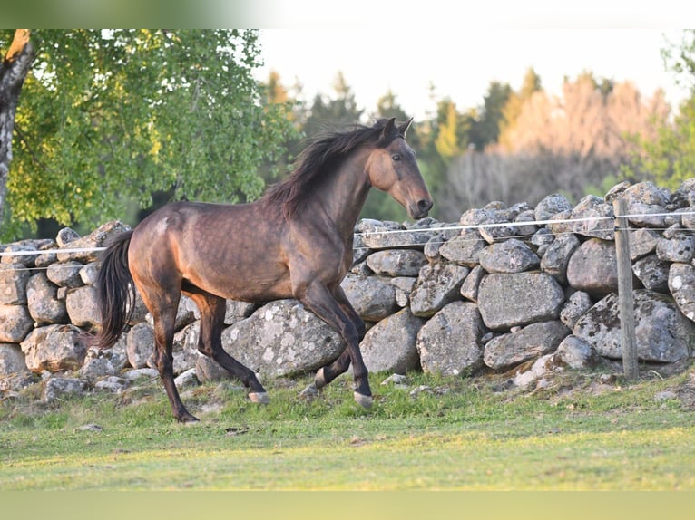 Andaluces Yegua 15 años 154 cm Castaño in Hassleholm