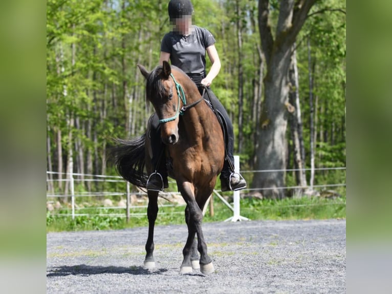 Andaluces Yegua 15 años 154 cm Castaño in Hassleholm