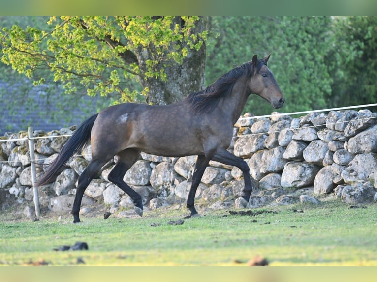 Andaluces Yegua 15 años 154 cm Castaño in Hassleholm