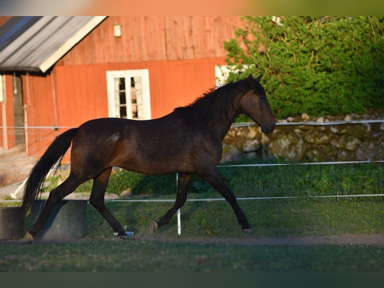 Andaluces Yegua 15 años 154 cm Castaño in Hassleholm