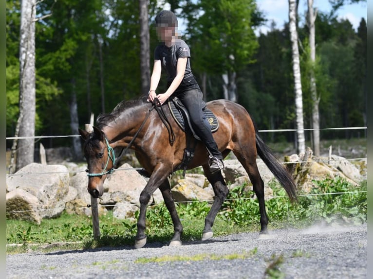 Andaluces Yegua 15 años 154 cm Castaño in Hassleholm