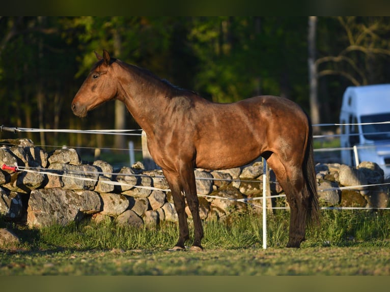Andaluces Yegua 15 años 154 cm Castaño in Hassleholm