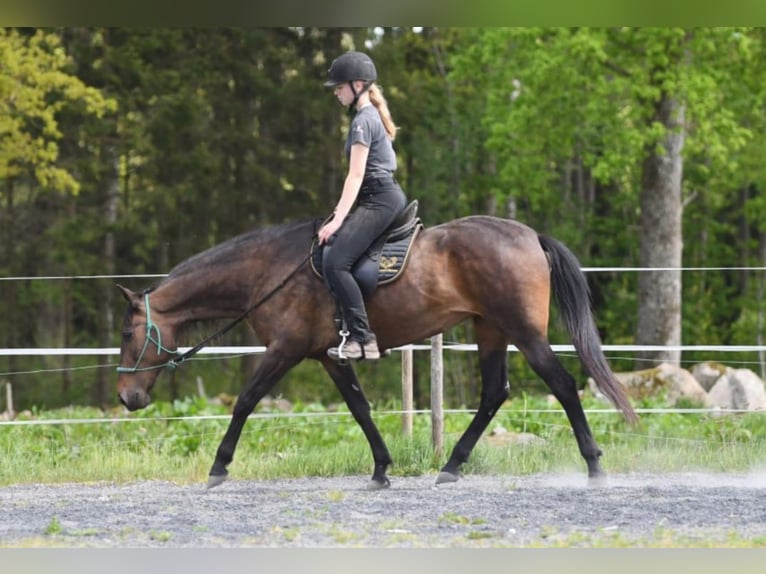 Andaluces Yegua 15 años 154 cm Castaño in Hassleholm