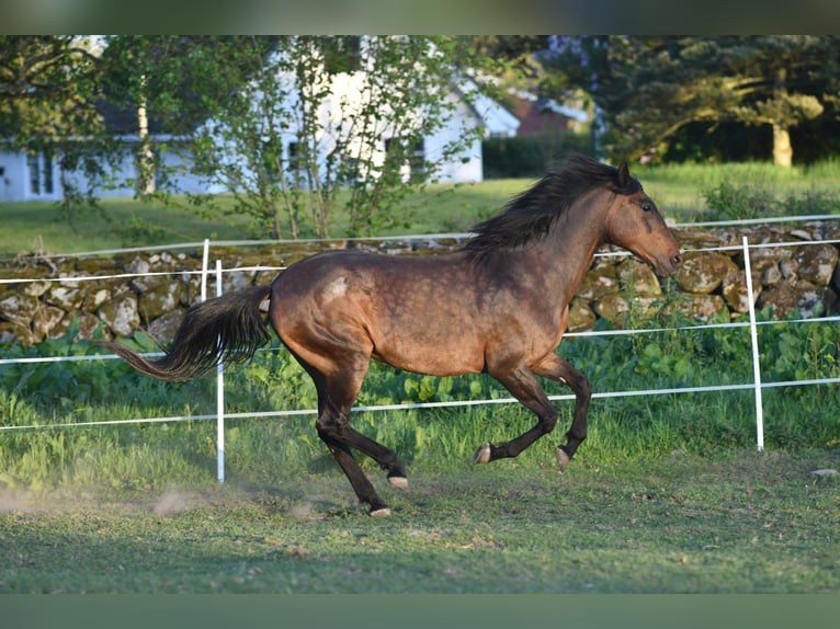 Andaluces Yegua 15 años 154 cm Castaño in Hassleholm