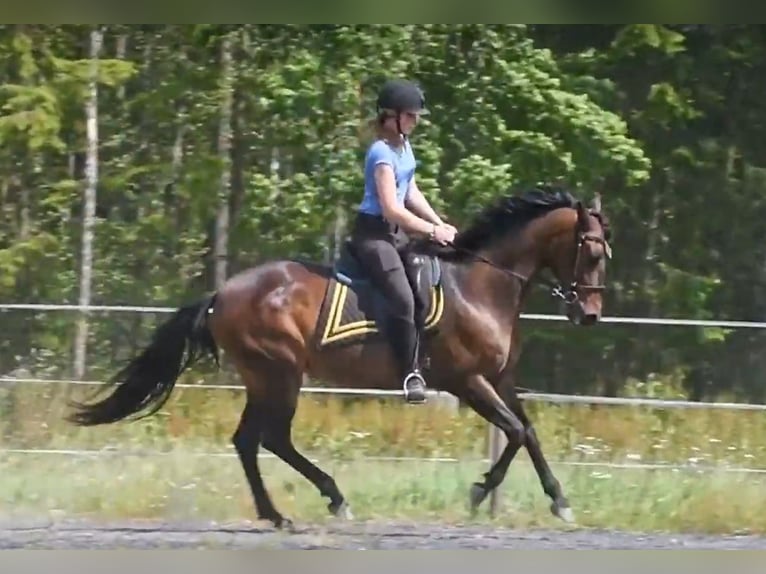 Andaluces Yegua 15 años 154 cm Castaño in Hassleholm