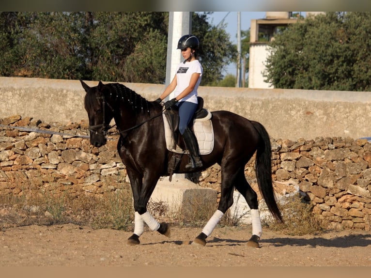 Andaluces Yegua 15 años 160 cm Negro in Valencia