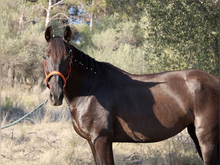 Andaluces Yegua 15 años 160 cm Negro in Valencia