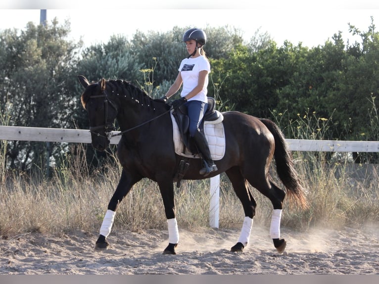 Andaluces Yegua 15 años 160 cm Negro in Valencia