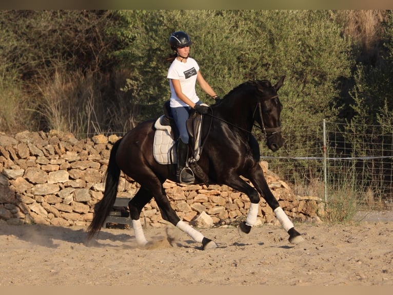 Andaluces Yegua 15 años 160 cm Negro in Valencia