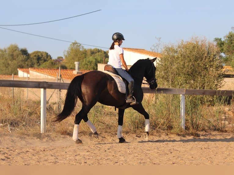 Andaluces Yegua 15 años 160 cm Negro in Valencia