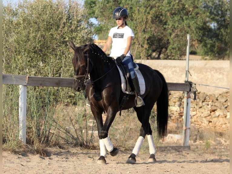 Andaluces Yegua 15 años 160 cm Negro in Valencia